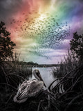 Photomontage/graphy